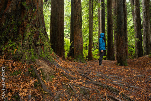 Hiker Dwarfed by Giant Ancient Trees in Great Otway National Park Rainforest