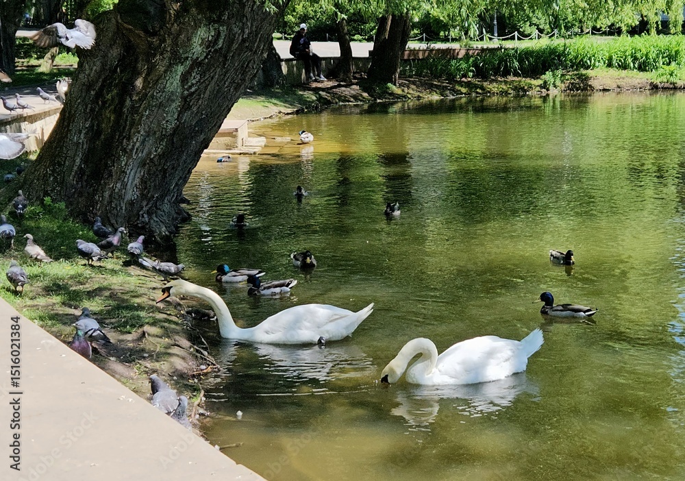Fototapeta premium White swans are swimming and eating. Elegant white swan floating on water surface in small pond or lake in middle of park in summer. beautiful view of the park