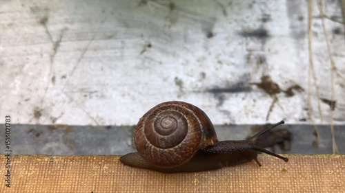 ladoga ice stormA snail slowly crawls from left to right along the edge of a fiberglass board.