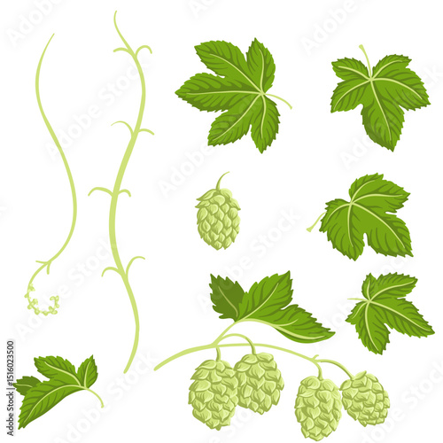 green leaves, wines and cones of hop, Humulus lupulus, , vector drawing plant at white background, floral elements, hand drawn botanical illustration