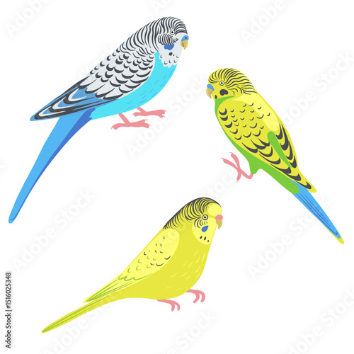 vector drawing birds, budgerigars, hand drawn shell parakeet, isolated nature design element