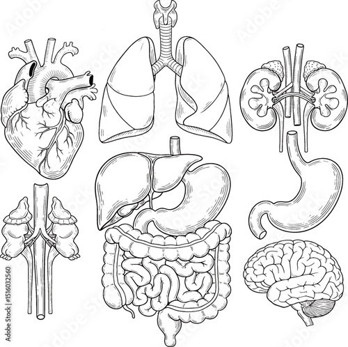  illustration set of human internal organs, showcasing various vital organs