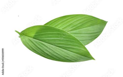 Fresh leaves of turmeric (Curcuma longa) ginger medicinal herbal.png