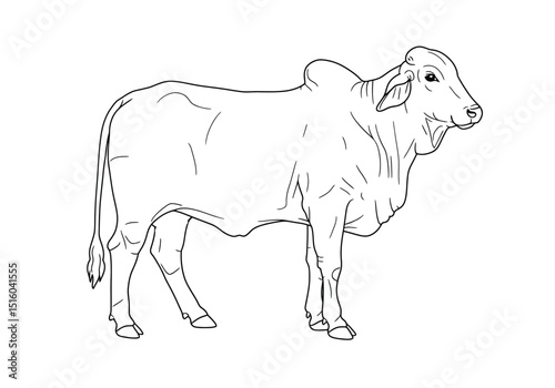 Brahman cow drawing. It is a detailed black and white outline sketch of a Brahman cow, known for its distinctive hump. Vector sketch line art draw.