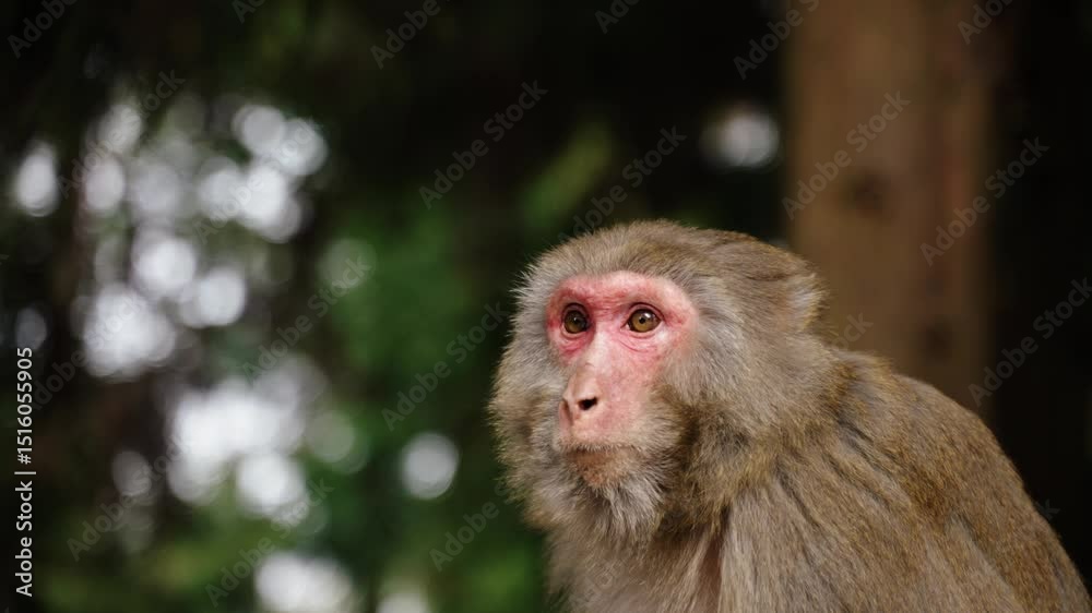 A Tibetan macaque (Macaca thibetana) with a red face gazes into the distance, captured in soft light with a forest bokeh background. A Tibetan macaque (Macaca thibetana) with a red face gazes into the distance, captured in soft light with a forest bokeh background.