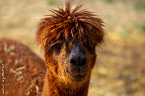 Llama animal close-up. Alpaca on the background of nature.