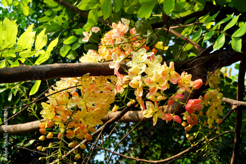 Yellow flower blossom under the tree (Cassia x nealiae . Irwin & Barnebe)