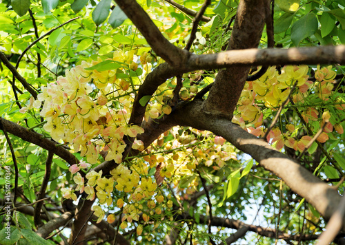Yellow flower blossom under the tree (Cassia x nealiae . Irwin & Barnebe)