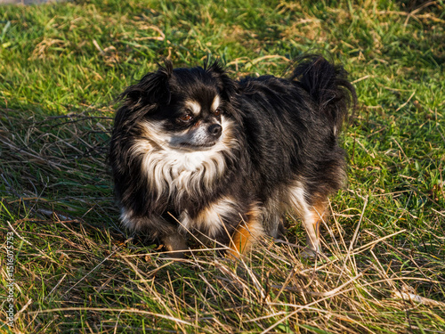 Chihuahua dog portrait in a field.