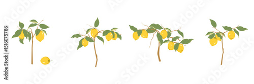 Lemon branches with leaves on a white background. Hand-drawn Twigs of lemon plant. Citrus fruits. Minimalistic vector illustration for packaging, posters, decor and summer design.