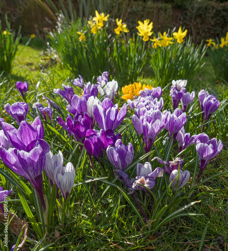 Crocus plants beginning to flower in the UK Spring.