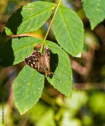 Speckled wood butterfly, Parage aegeria at rest on a leaf in Northumberland, UK