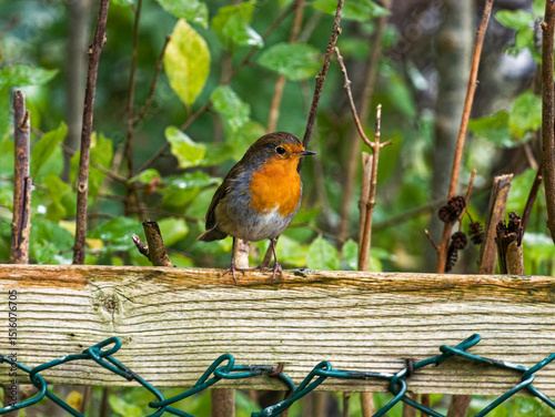 Robin, Erithacus rubecula, perched on a fence with copy space, UK Winter.