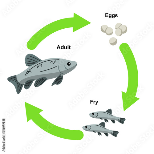 Vector illustration of a fish life cycle showing the stages of development from eggs to fry and then to an adult fish. This educational diagram is perfect for teaching biology, marine science, and zoo