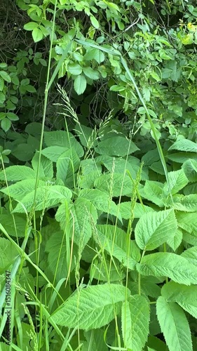 fresh green grass, eco nature vectircal video