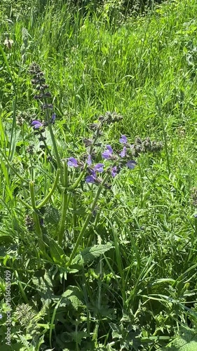 fresh green grass, eco nature vectircal video