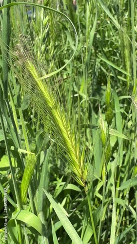 fresh green grass, eco nature vectircal video