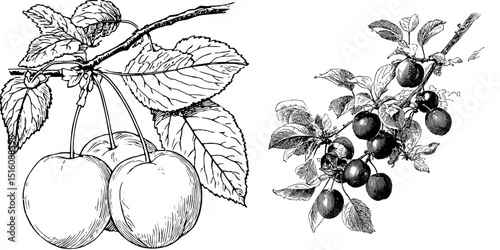 Antique Black and White Outline Line Art Drawing of a Plum with Leaves and Detailed Features