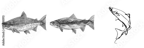 The drawing style of salmon fish is characterized by continuous lines, presented as a minimalist black linear sketch on a white background, exemplifying modern illustration