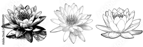 Realistic monochrome graphic sketch of an Asian Multi-Petalled Water Lily head on a white background, suitable for tattoos or coloring books