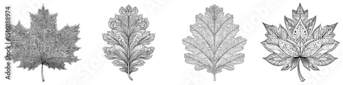 Intricate patterns are featured in a detailed oak leaf drawing rendered in retro black and white outline line art