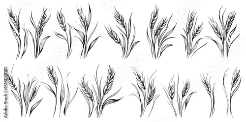 The design incorporates a seamless border of wheat, herbs, and grains in a monochrome color scheme, complemented by hand-drawn illustrations of spikelet rye and barley stalks