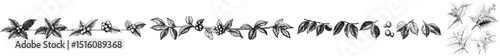 Sketches of coffee tree branches feature leaves, flowers, and fully ripe fruits