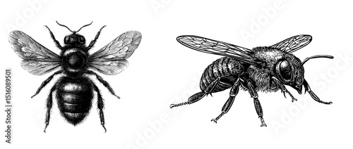 A hand drawn vintage bee sketch forms a modern illustration