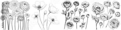 Modern illustrations of buttercups are presented in a set, featuring hand-drawn designs of black and white ranunculus isolated on a white background