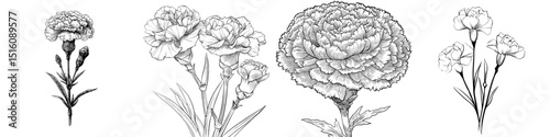 Modern carnation illustrations are created with hand-drawn techniques, featuring a black and white carnation isolated on a white background