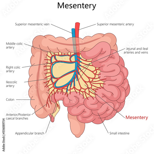mesentery and its connection to arteries, veins, small intestine, and colon in the human body diagram hand drawn schematic raster illustration. Medical science educational illustration
