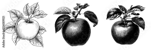 An intricate illustration of an apple accompanied by leaves is depicted in black and white