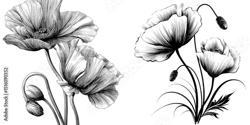 A blooming poppy flower is illustrated in a contemporary manner, characterized by a realistic hand-drawn sketch in black line, positioned on a clean white background
