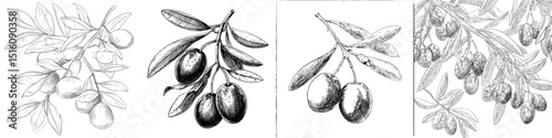 Olive Branch, Olives depicted in Linear Line Art Sketch with Hand-drawn Black and White Modern Illustration style