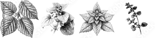 Mint Plant Leaves Depicted in Linear Line Art Sketch Featuring Hand-drawn Black and White Modern Illustration