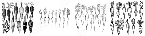 Depictions of carrots highlighting various types in a basic monochrome design