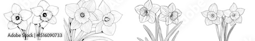 A modern hand-drawn sketch doodle illustration of two blooming daffodil flowers and a spring narcissus plant in line art graphic style, isolated on white, for a coloring book or print design