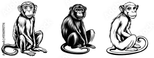 The image features a monkey silhouette, with the black monkey isolated on a white background, presented as a cutout and hand-drawn monkey design in a modern illustration style