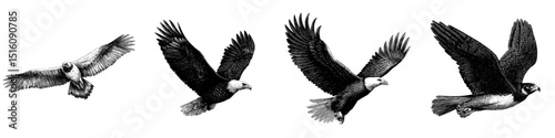 eagle flying in the sky sketch engraving black and white outline, scratch board imitation style