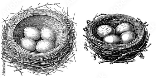 A vintage line art style illustration of a chicken nest is rendered as a black and white outline engraving, complete with a scratch board imitation on a white background