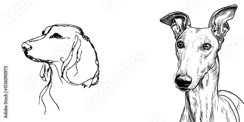 The Saluki breed dog is illustrated in a modern and minimalist design, featuring a continuous one-line drawing on a white background with a simple line graphic style that has been hand drawn