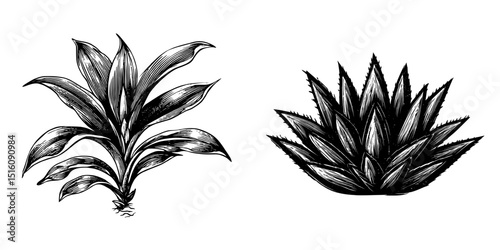 The Agave sketch features a black and white outline created through engraving, resembling a scratch board imitation