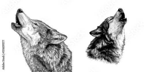 A black and white outline of a wolf howl sketch is created through an engraving, resembling a scratch board imitation