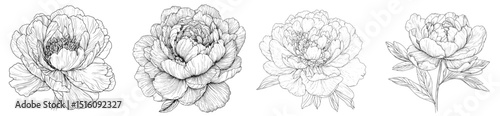 A modern illustration set featuring peonies in line art is isolated on a white background, showcasing a flower sketched in black ink with a minimalist hand-drawn design