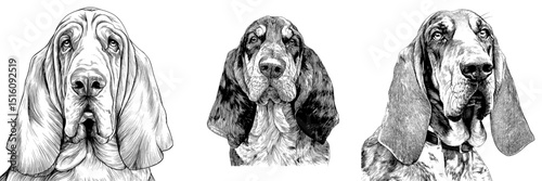 Modern outline illustration of a Black and Tan Coonhound dog's face in black and white pencil hand drawing as a pet logo sketch