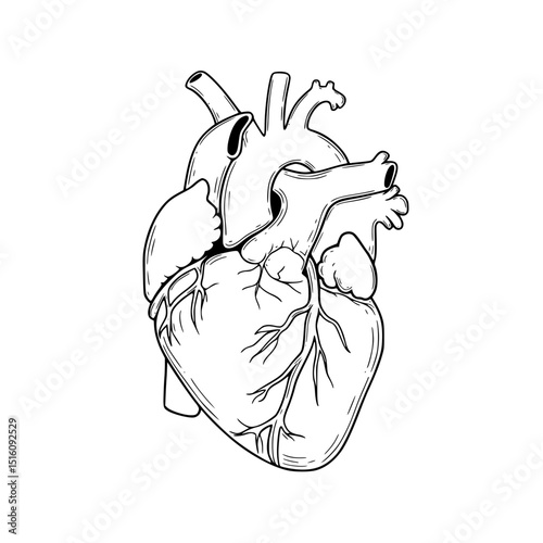 Anatomical heart illustration in line drawing on a transparent background  