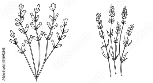 This modern illustration set boasts a minimalist, hand-drawn design, isolating lavender line art on white to emphasize a beautiful flower sketched in black ink