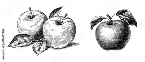 Modern illustrations of apple fruit are depicted in a hand drawn engraving style