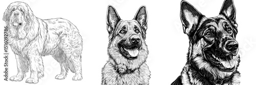 A modern black and white engraving illustration of an Anatolian Shepherd dog as a pet