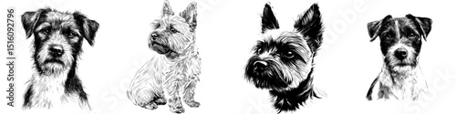 Modern black and white ink sketch face portrait of a Border Terrier dog in a line illustration style